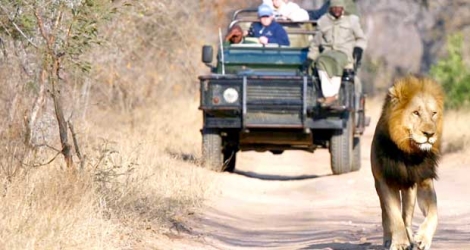 Le safari reste l’activité que préfèrent les touristes mauriciens en Afrique du Sud.