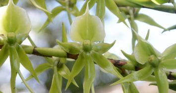 L’Angraecum eburneum mauricien, à Vacoas.( Photos : Yance Tan Yan)
