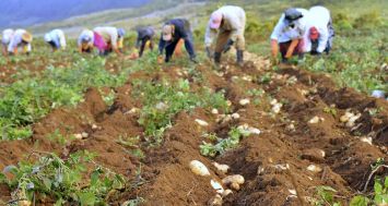 Des cultivateurs en pleine récolte à St-Pierre. Ceux qui sont enregistrés au Sweet Potato Purchase Scheme ne payent pas d’intérêts sur la semence achetée à crédit.