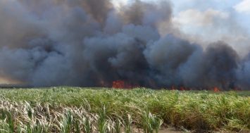 Le feu a ravagé plus de 900 hectares de cannes dans le Nord hier, vendredi 5 mai, d’après les estimations de Terra.