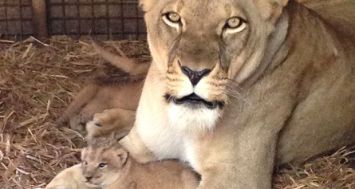 La naissance de quatre lionceaux a porté à 27 le nombre de lions du parc Casela.