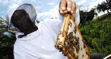 Les colonies d’abeilles à Maurice font face à un parasite nommé varroa qui affecte les abeilles.