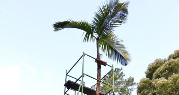 Les tentatives pour reproduire cette espèce de palmier unique au monde se sont avérées vaines jusqu’ici.