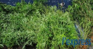 69 plants de cannabis ont été retrouvés dans la chambre d’un habitant de Rivière-Sèche, le dimanche 19 octobre.