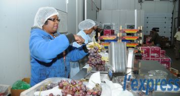 SKC Surat s’est aussi implanté en Afrique du Sud, d’où il exporte des fruits destinés à des clients de Dubayy, d’Angola, du Nigeria ou encore de Namibie.
