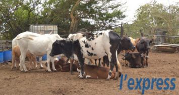 (Photo d'illustration) 8 000 bœufs et 2 000 chèvres ont été importés cette année pour l’abattage.