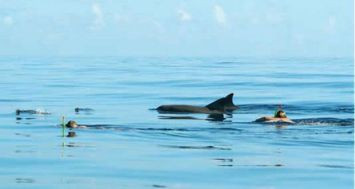 Quatre touristes ont porté plainte au poste de police de Trou-aux-Biches après avoir été arnaqués par un individu qui proposait de les emmener nager avec des dauphins, à Tamarin.