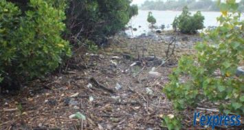 Le marécage de Mahébourg et la forêt de mangroves sont asphyxiés par des déchets ménagers. Pourtant cette zone est protégée par la convention Ramsar.