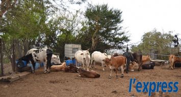 Il y aura bientôt un contrôle plus strict sur le prix de vente du bétail sur pattes, a indiqué Ashit Gungah.