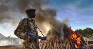 Un garde de sécurité aux côtés de 15 tonnes d'ivoire d'éléphant brûlés au sein du Parc national de Nairobi au Kenya, le 3 mars 2015
