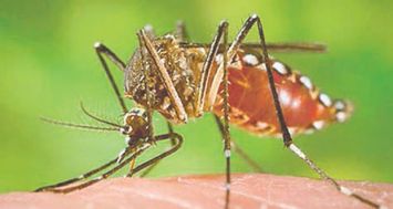 Les piqûres de l’«Aedes aegypti» entraînent des maux de tête, des douleurs musculaires ainsi que des nausées et vomissements.