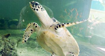 Le prix d’une tortue de mer, renfermant six kilos de viande, peut aller jusqu’à Rs 5 000.