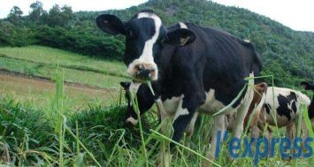 (Photo d’illustration) Des vaches ont été offertes à ceux ayant suivi la formation aux techniques du «bio-farming». 