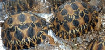 (Photo d’illustration) Des bébés tortues ont été saisis à Madagascar, lundi 28 septembre.
