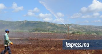 (Photo d’illustration) Un champ de canne irrigué par l’Irrigation Authority.