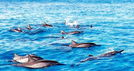 Les règlements stipulent qu’il faut rester à une certaine distance des dauphins.