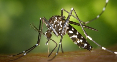 Un cas de dengue a été détecté à Port-Louis la semaine dernière.