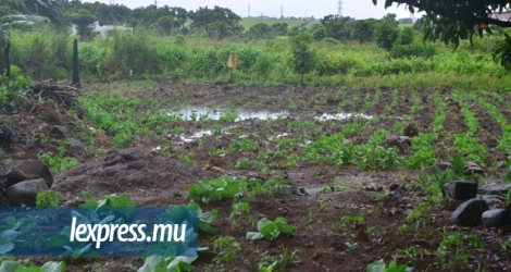 Le champ de légumes sis à St-Pierre a été inondé après les averses de ces derniers jours.