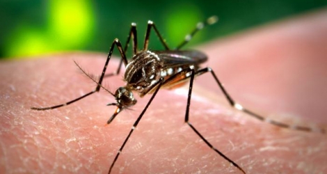 (Photo d’illustration) Le virus Zika sévit notamment au Brésil.