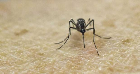 Le virus Zika est notamment transmis par le moustique Aedes. 