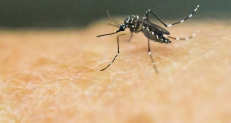 Le virus Zika est notamment transmis par le moustique Aedes. 