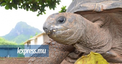 Les tortues d’Aldabra sont réputées pour leur longévité. 
