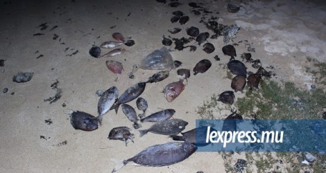Vingt-cinq kilos de poissons ont échoué sur la plage de Butte-à-l’Herbe, à Calodyne, le samedi 19 mars.