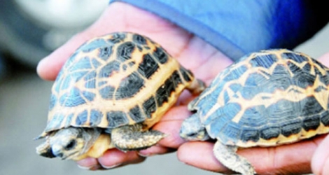 Des tortues de Madagascar ont été découvertes dans une valise à l’aéroport de Mumbai, dimanche.