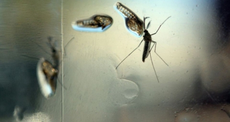 Un moustique Aedes, vecteur du Zika, photographié dans un laboratoire de recherche à Salvador, le 7 février 2016.