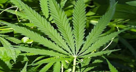 (Photo d’illustration) Des photos de plants de cannabis ont été retrouvées sur le portable d’un habitant de Bambous.