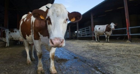 Un accroissement de la production laitière en Europe déstabilise le marché mondial