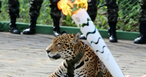 La flamme olympique devant un jaguar, qui a dû être abattu par balles, à Manaus le 20 juin 2016 