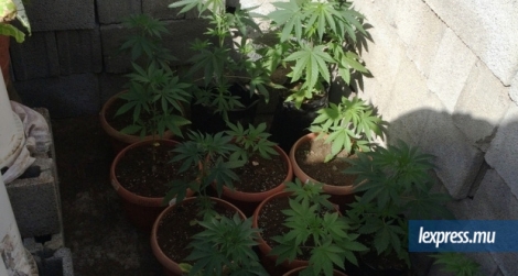 Une quarantaine de plants et de graines de cannabis ont été découverts chez le suspect qui s’est enfui.