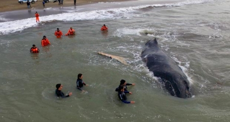Cette baleine à bosse mesure environ 15 mètres et pèse près de 10 tonnes, selon des biologistes de la fondation Mundo Marino.