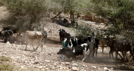 Un Palestinien et son troupeau de bovins dans la zone de Toubas, (vallée du Jourdain), le 19 juillet 2016