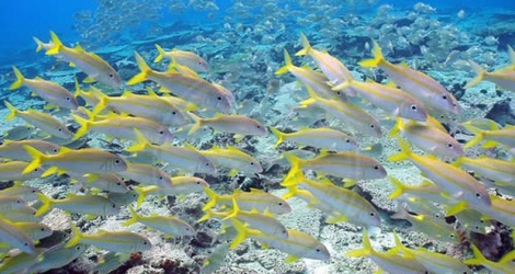 Un banc de rouget albacore. Plus de 800 espèces de poissons dont 50 espèces de requins et de raies vivent dans les eaux des Chagos.