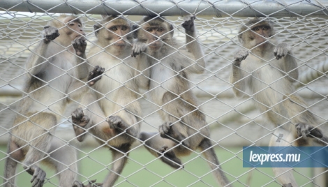Les singes élevés à Maurice sont destinés à la recherche biomédicale aux Etats-Unis et en Europe.