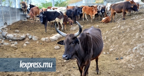 231 bêtes seront abattues cette semaine dans la région de Vallée-des-Prêtres et cité La-Cure. © Dev Ramkhelawon.