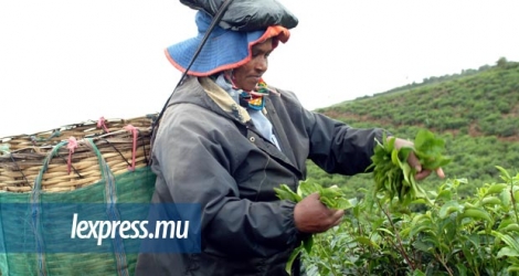 Le salaire des employés de l'industrie du thé augmentera entre 6 % et 9 %.