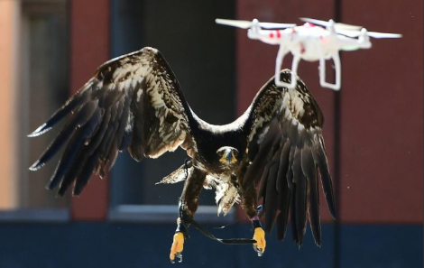 Démonstration d'une capture de drone par un aigle, le 12 septembre 2016 à Ossendrecht (sud des Pays-Bas) afp.com - EMMANUEL DUNAND