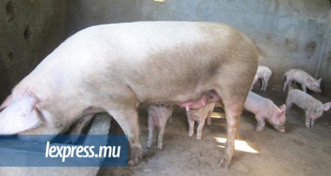 (Photo d’illustration) Des cas suspects de fièvre aphteuse sur des porcs ont été détectés dans une firme à La Chaumière.