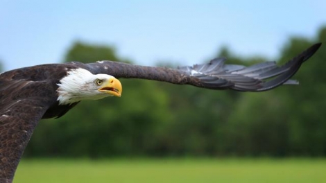 La police néerlandaise a annoncé lundi 12 septembre avoir recours a des aigles pour intercepter un drone survolant une zone interdite. | AFP