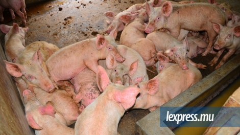 Les 120 porcs du cheptel de Désirée Bergicourt ont été affectés par la fièvre aphteuse.