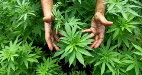 (Photo d’illustration) Des officiers de l’ADSU ont déraciné des plants de cannabis lors d’une vaste opération dans le Sud.