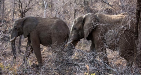 Les braconniers chassent les éléphants pour revendre à prix d'or.