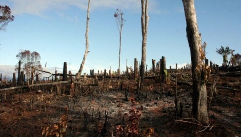 Une forêt de Madagascar brûlée par des agriculteurs, le 11 décembre 2008