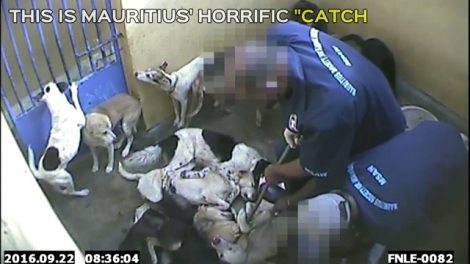 Capture d’écran de la vidéo du «Daily Mail» montrant des employés de la MSAW faisant des injections aux chiens enfermés dans la fourrière.
