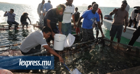 De nouvelles cages flottantes ont été distribuées aux associations de pêcheurs et aux coopératives sur des sites prescrits.
