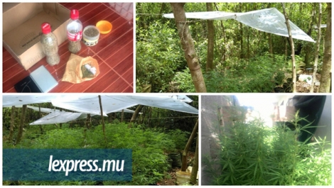  Les plants de cannabis se trouvaient à l'arrière de la maison du suspect, à Gros-Cailloux, Petite-Rivière.