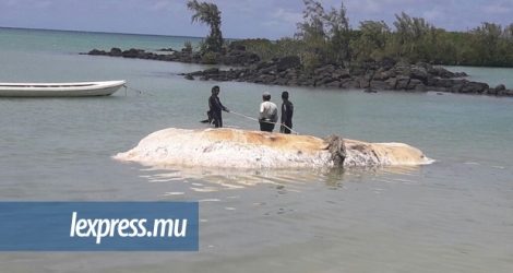 Une partie du cadavre d’un cachalot a dérivé dans le lagon de Calodyne, mercredi 25 janvier.